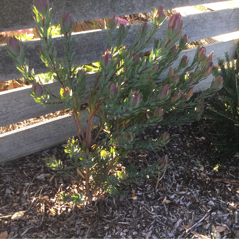 Protea Sixteen Candles in the GardenTags plant encyclopedia