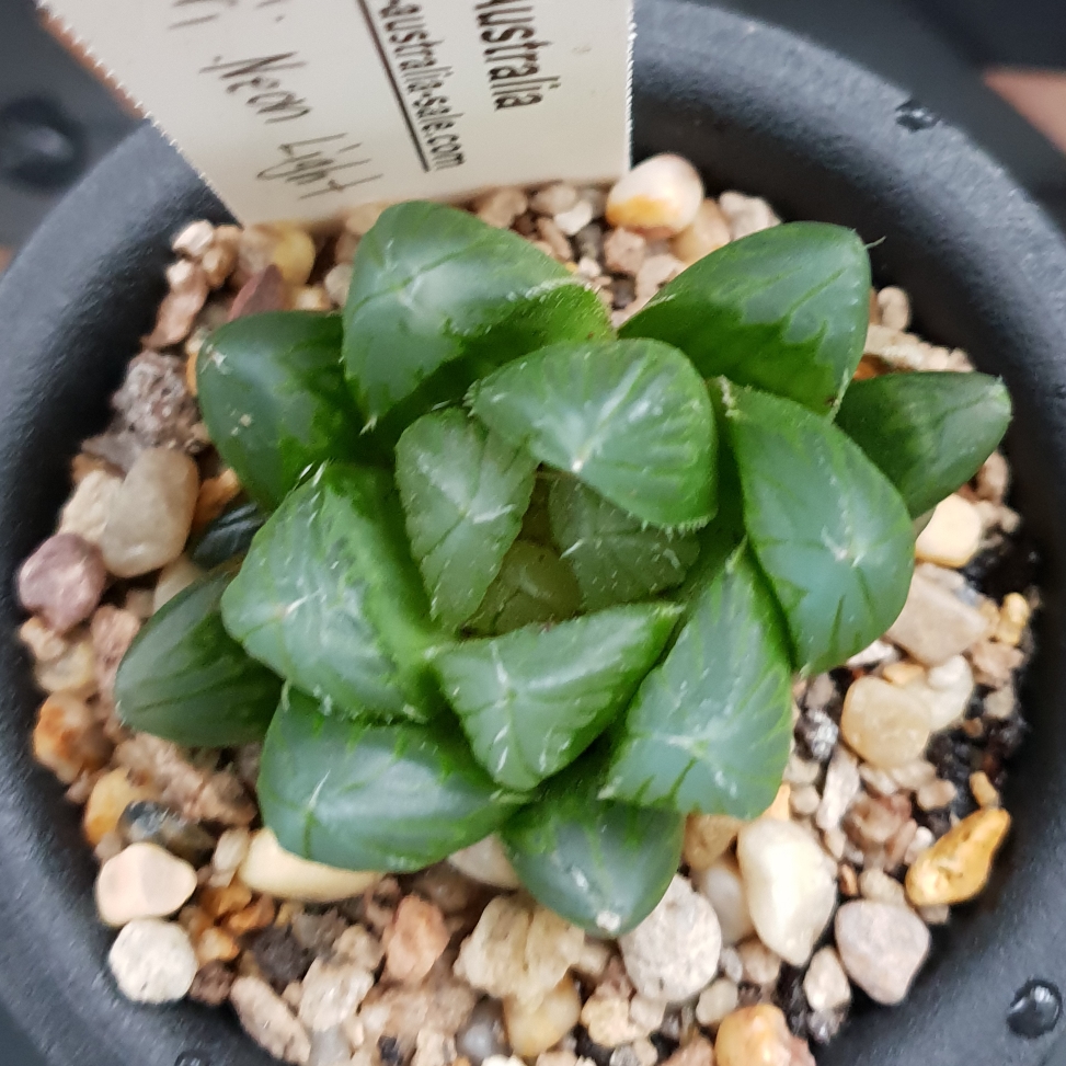 Haworthia Cooperi var. Neon Light in the GardenTags plant encyclopedia