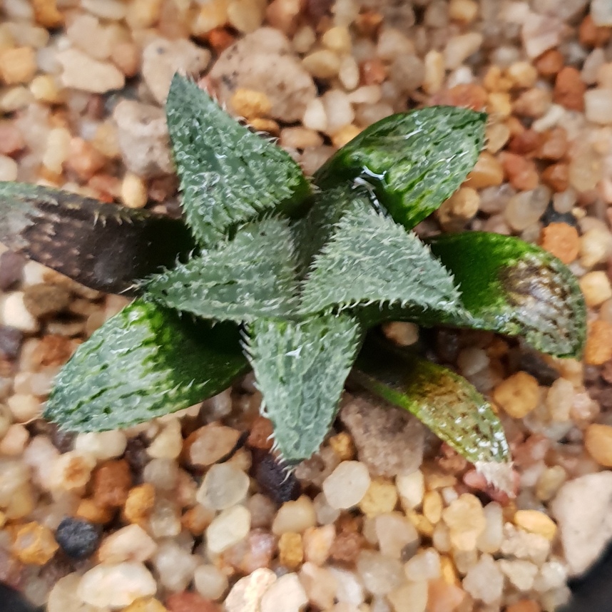 Haworthia Mirabilis Bobii in the GardenTags plant encyclopedia