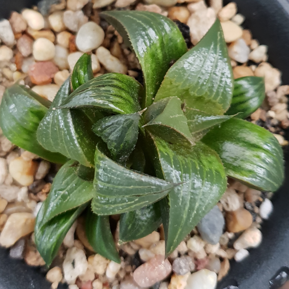 Haworthia Mirabilis Badia Pinky in the GardenTags plant encyclopedia