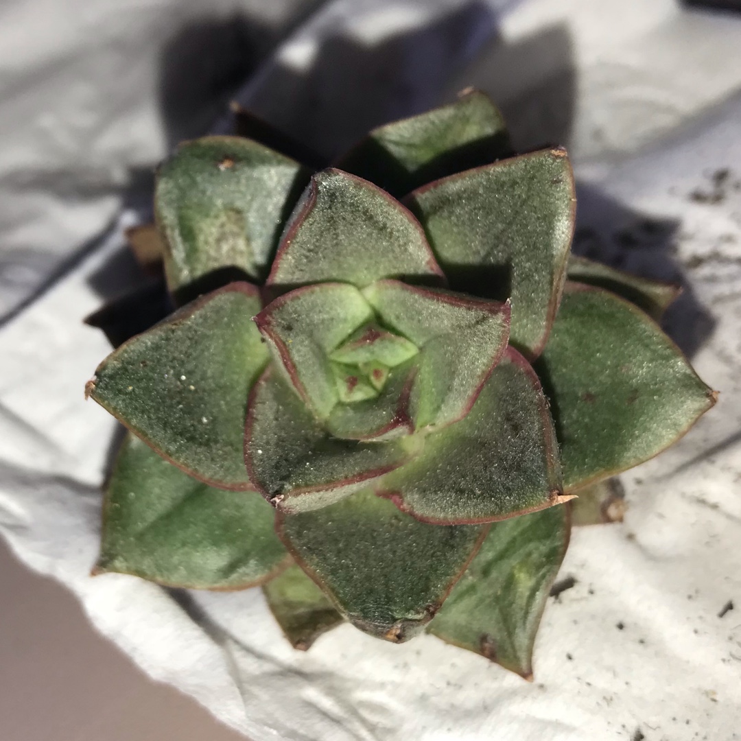 Echeveria Purpusorum White Form in the GardenTags plant encyclopedia