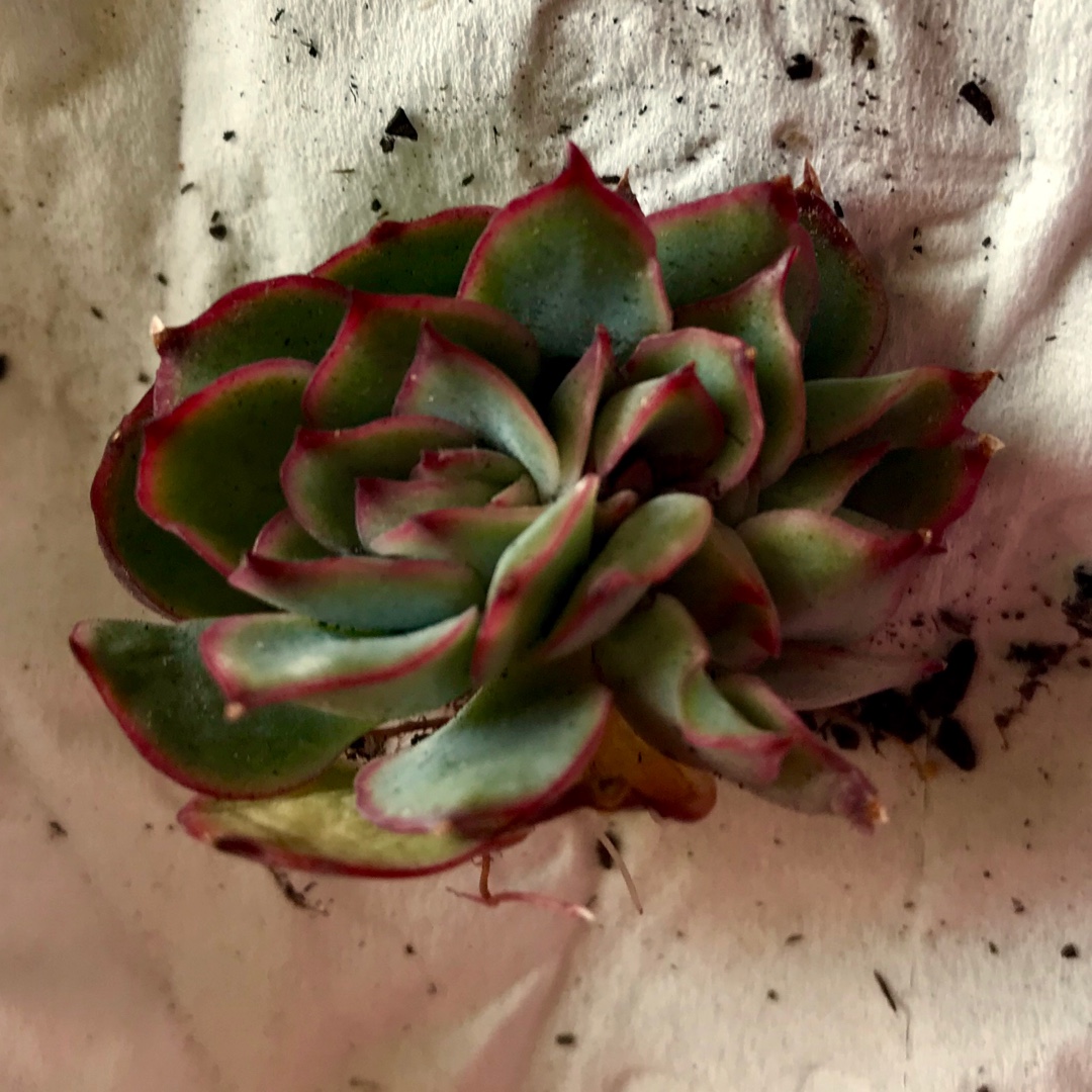 Echeveria Esther Crested in the GardenTags plant encyclopedia