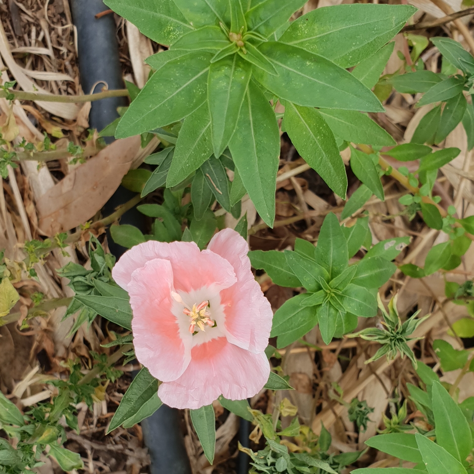 Godetia Sybil Sherwood in the GardenTags plant encyclopedia