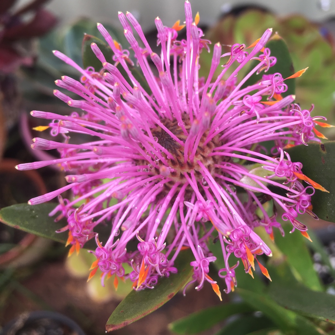 Pink Drumsticks in the GardenTags plant encyclopedia