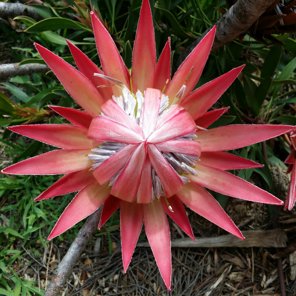 King Protea in the GardenTags plant encyclopedia