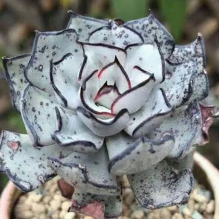 Echeveria Strictiflora Nova in the GardenTags plant encyclopedia