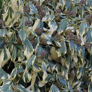 Colchis ivy in the GardenTags plant encyclopedia