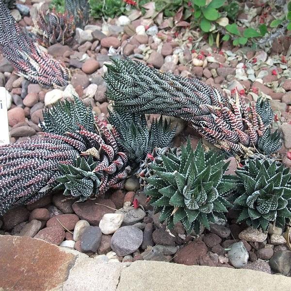 Reinwardt Haworthia in the GardenTags plant encyclopedia