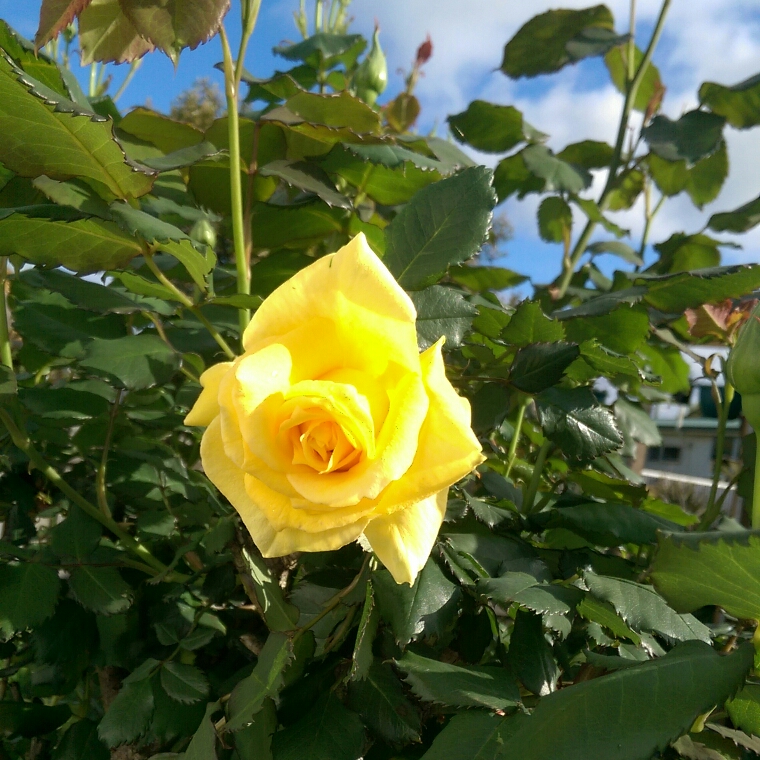 Rose Catherine McAuley (Floribunda) in the GardenTags plant encyclopedia