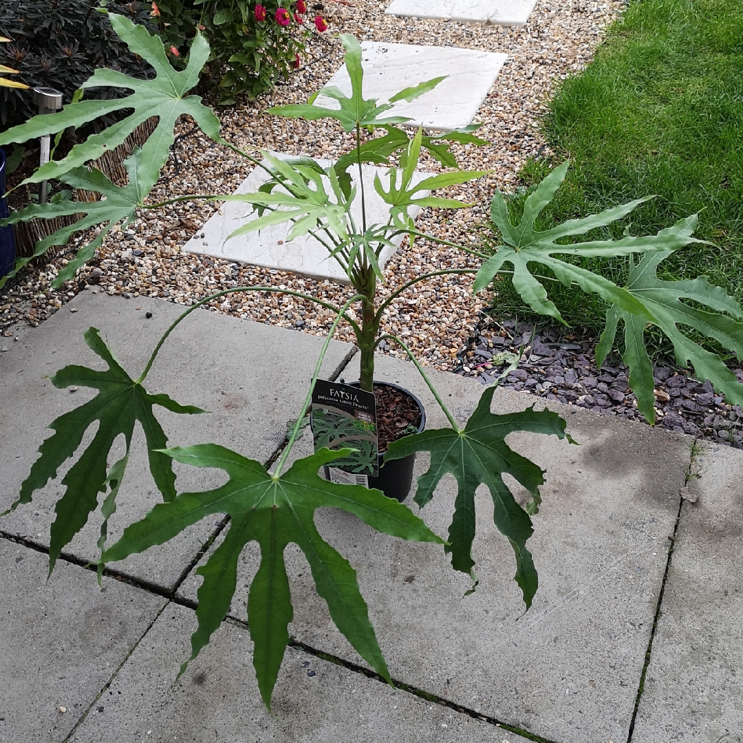 Fatsia polycarpa Green Fingers in the GardenTags plant encyclopedia