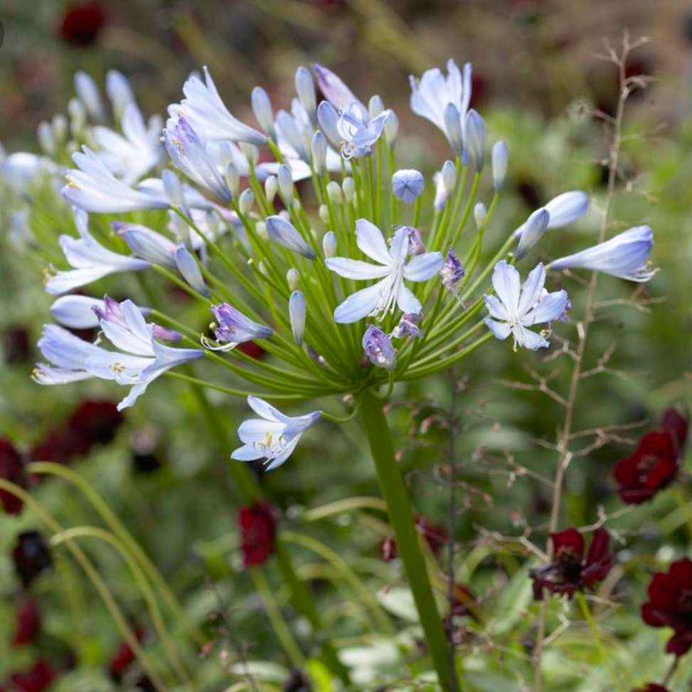 African Lily Big Blue in the GardenTags plant encyclopedia