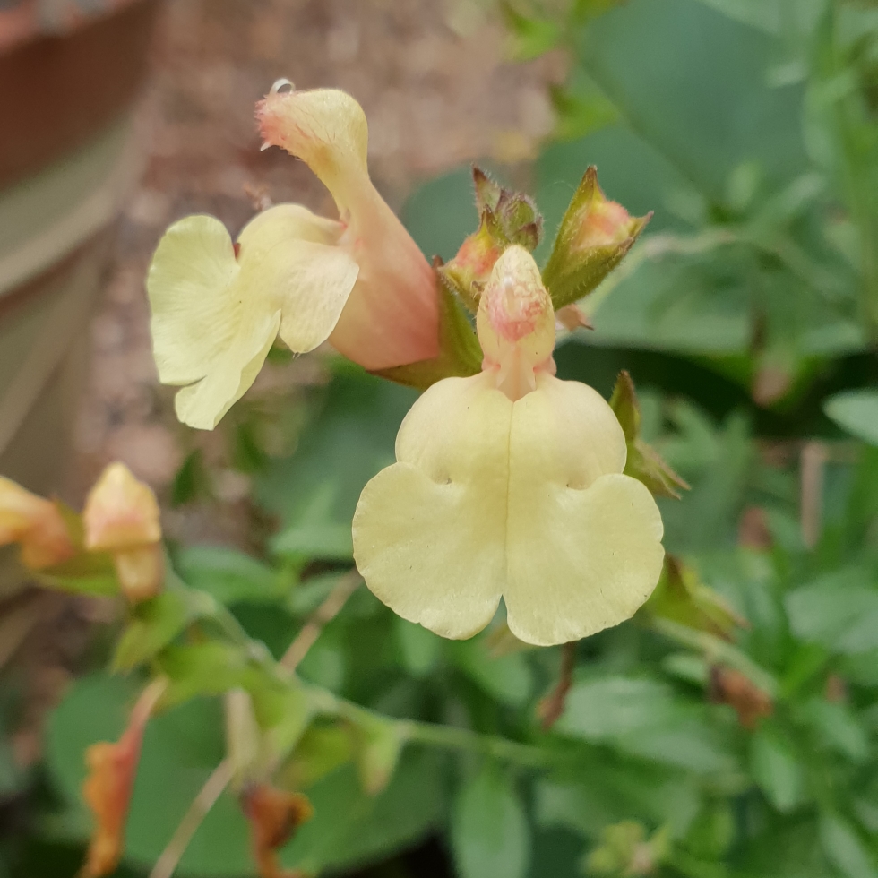 Salvia La Luna in the GardenTags plant encyclopedia