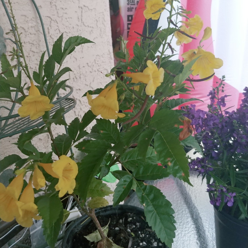 Yellow Trumpetbush Gold Stars in the GardenTags plant encyclopedia