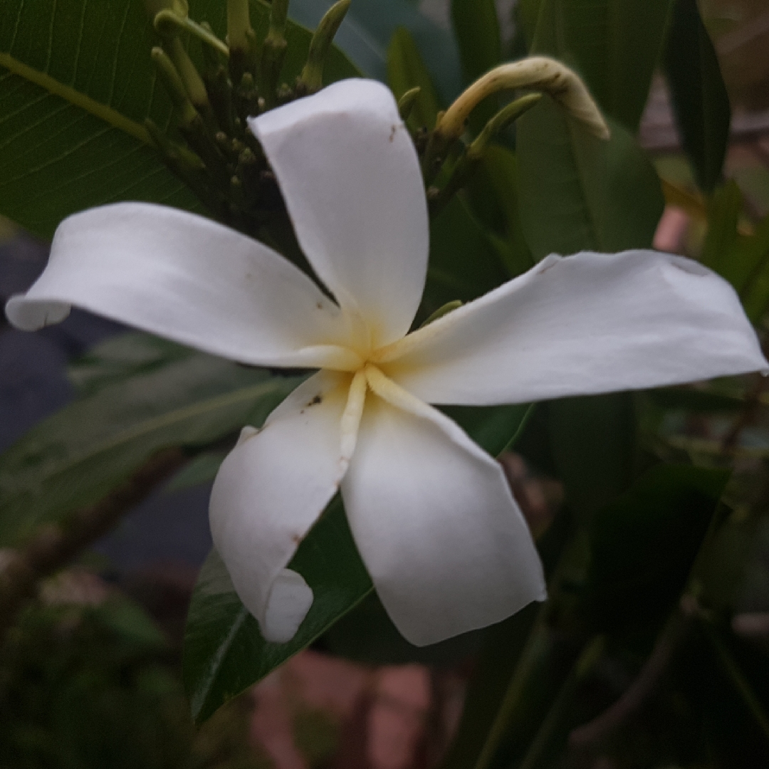 Frangipani in the GardenTags plant encyclopedia