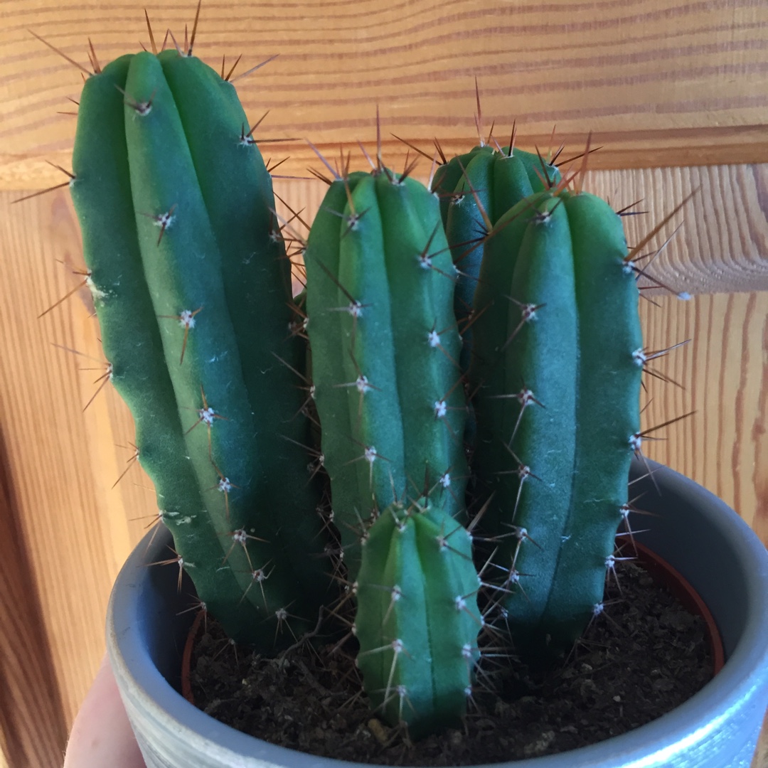 Trichocereus Bridgesii x Peruvianus in the GardenTags plant encyclopedia