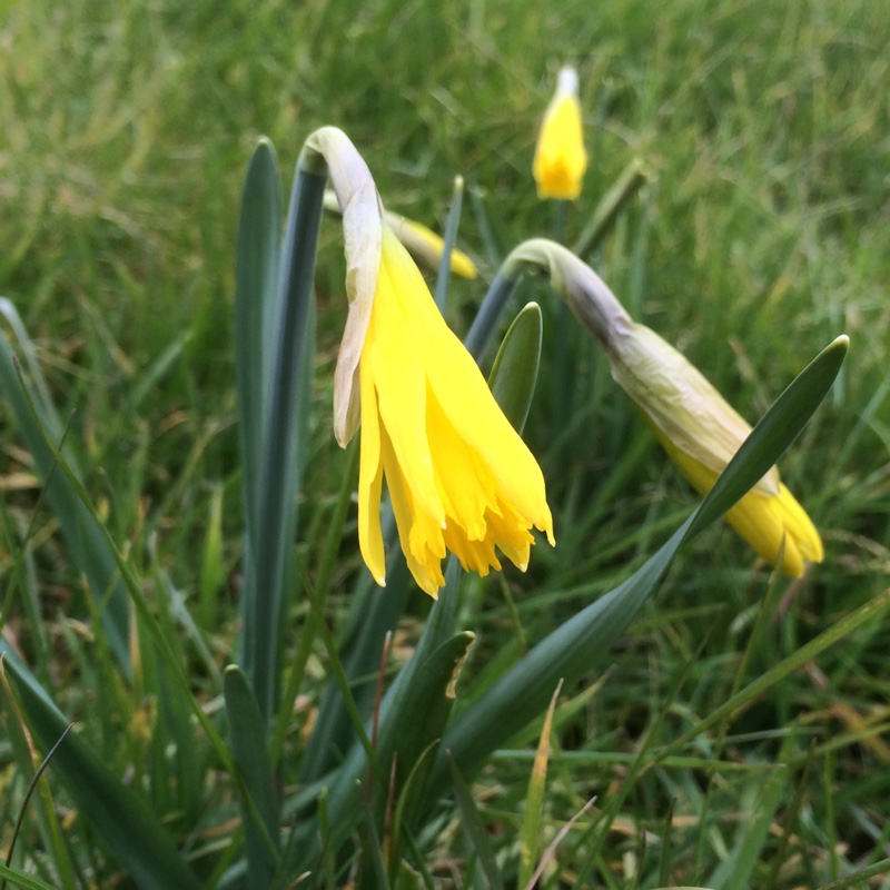 Daffodil (Species) Dwarfish Daffodil in the GardenTags plant encyclopedia