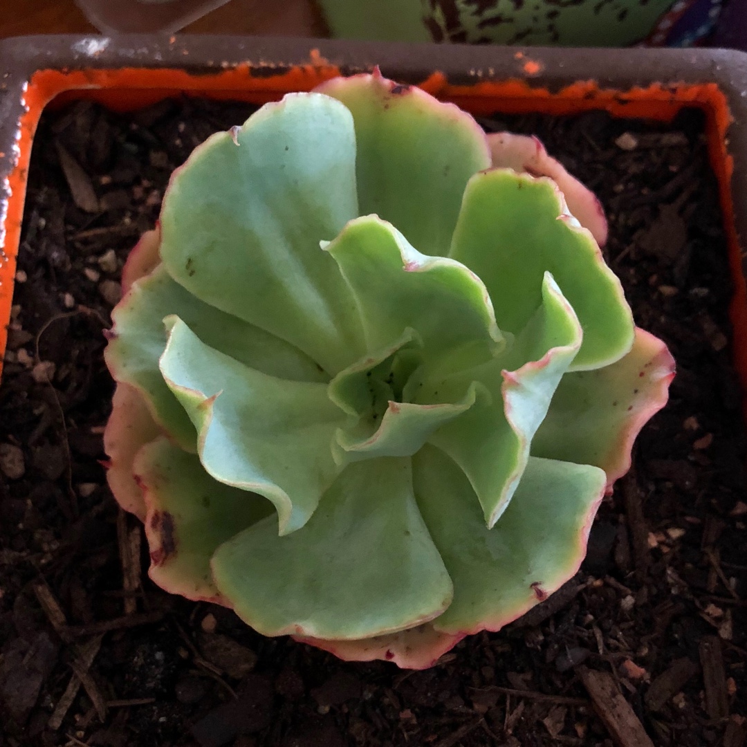 Echeveria Dorothy in the GardenTags plant encyclopedia