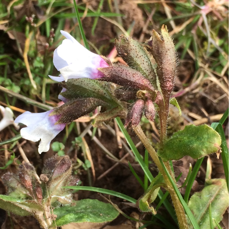 Lungwort Opal in the GardenTags plant encyclopedia