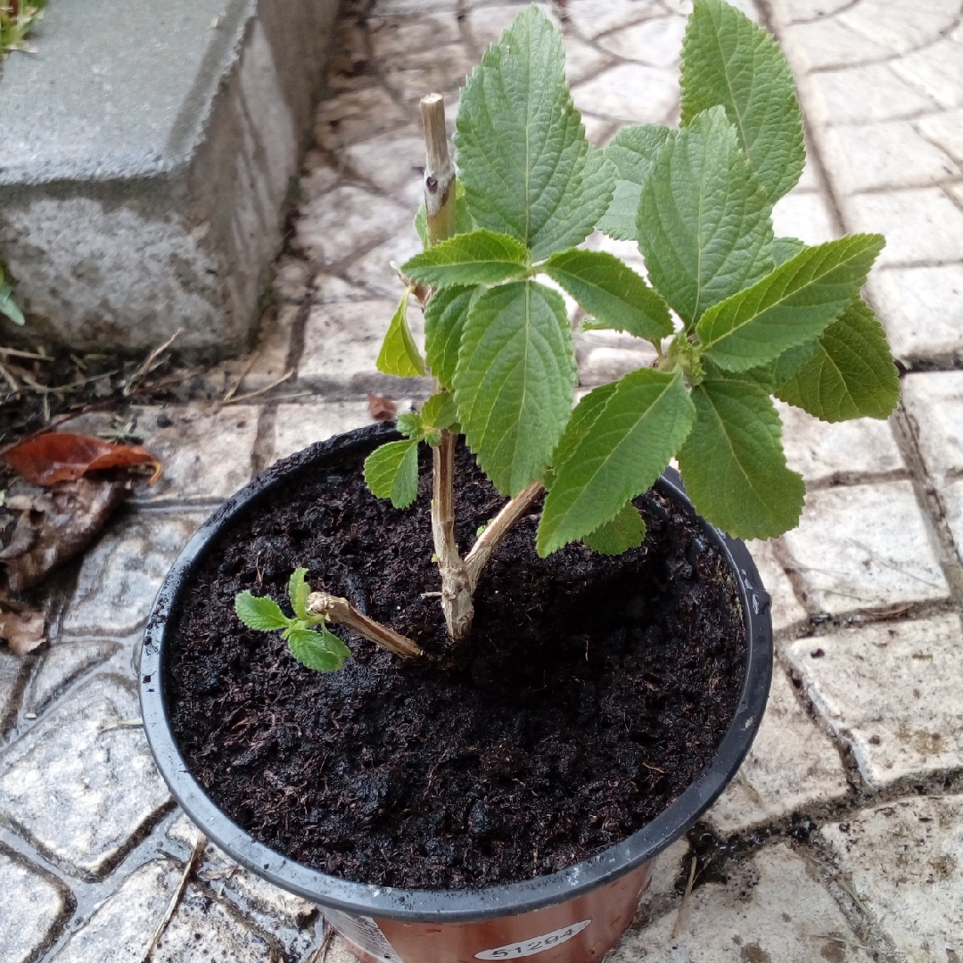 Lantana in the GardenTags plant encyclopedia