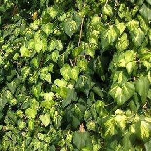 Colchis ivy in the GardenTags plant encyclopedia