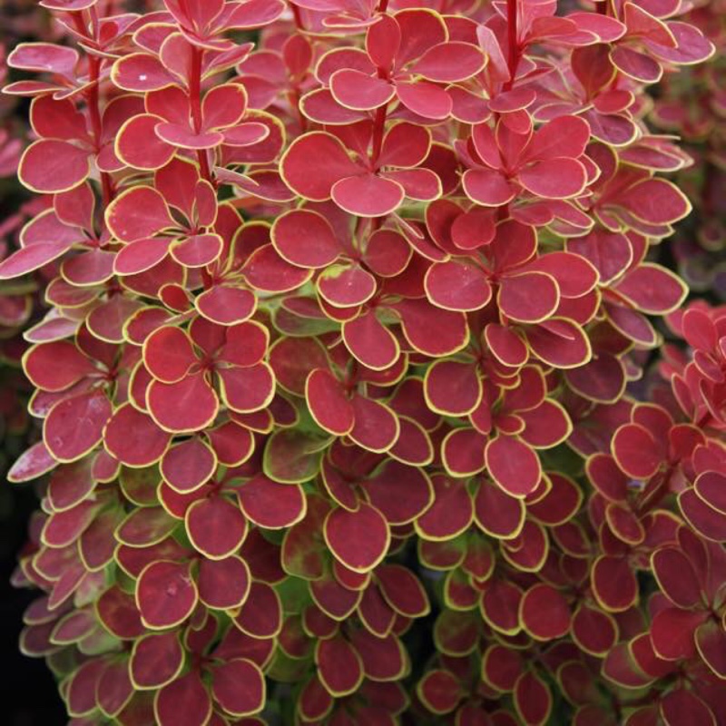 Japanese Barberry Orange Sunrise in the GardenTags plant encyclopedia