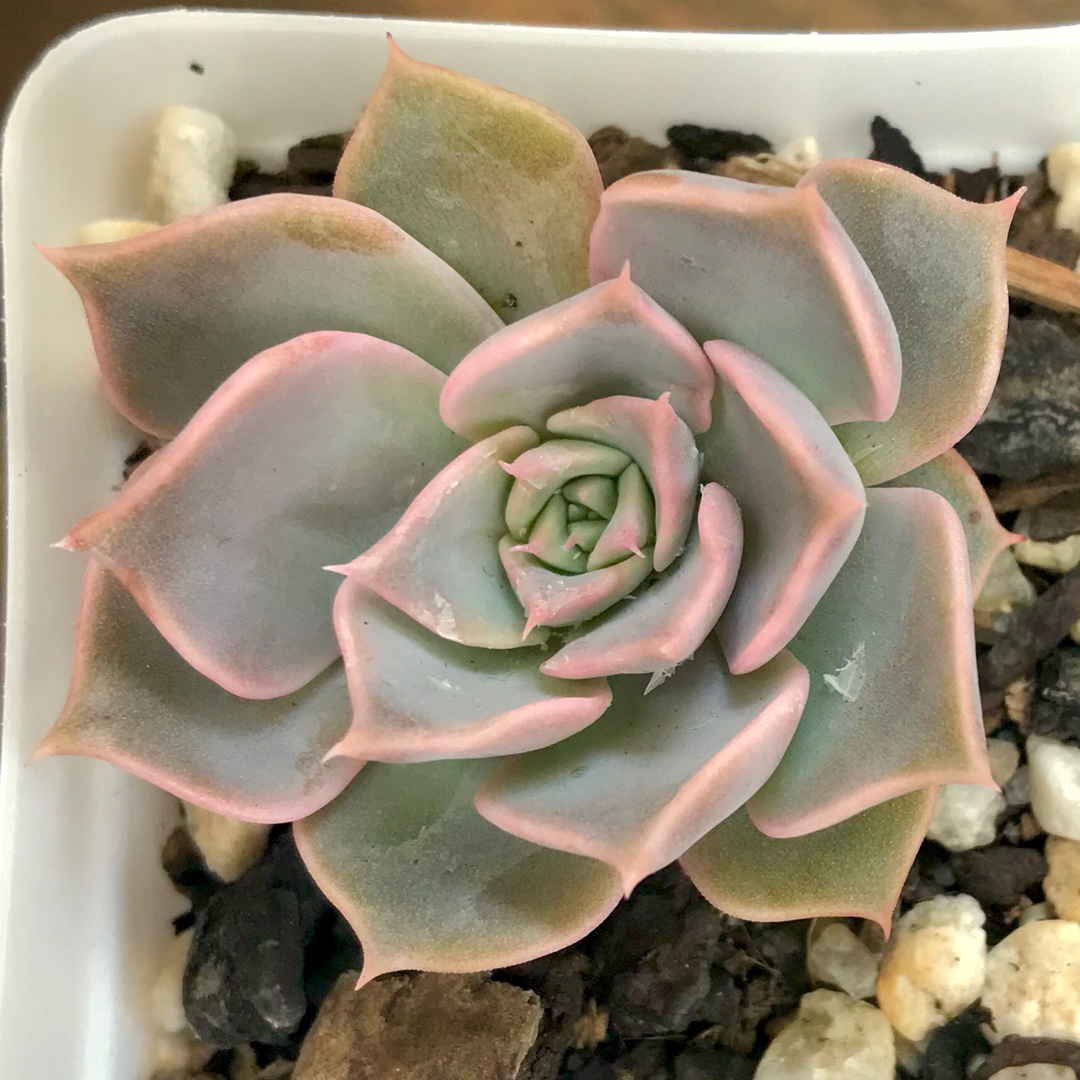 Echeveria Fionas Choice in the GardenTags plant encyclopedia