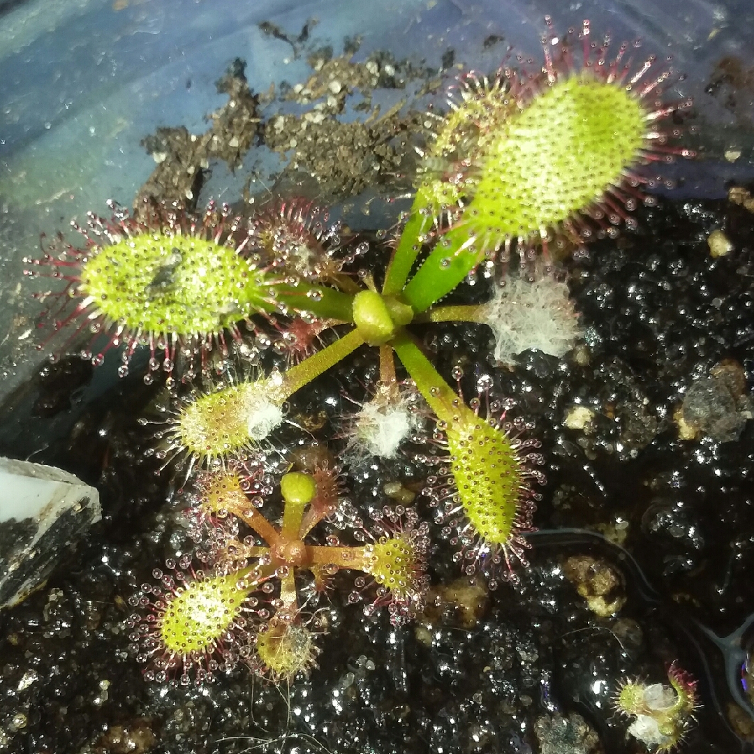 Cape Sundew Wide-leaf in the GardenTags plant encyclopedia