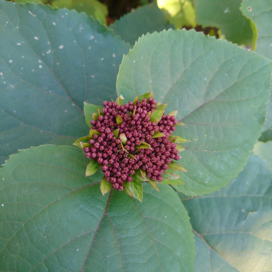 Glory Flower in the GardenTags plant encyclopedia