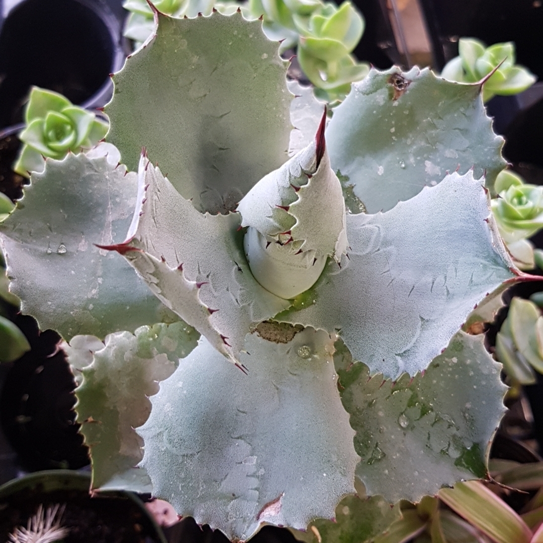 Agave Potatorum Verschaffeltii in the GardenTags plant encyclopedia