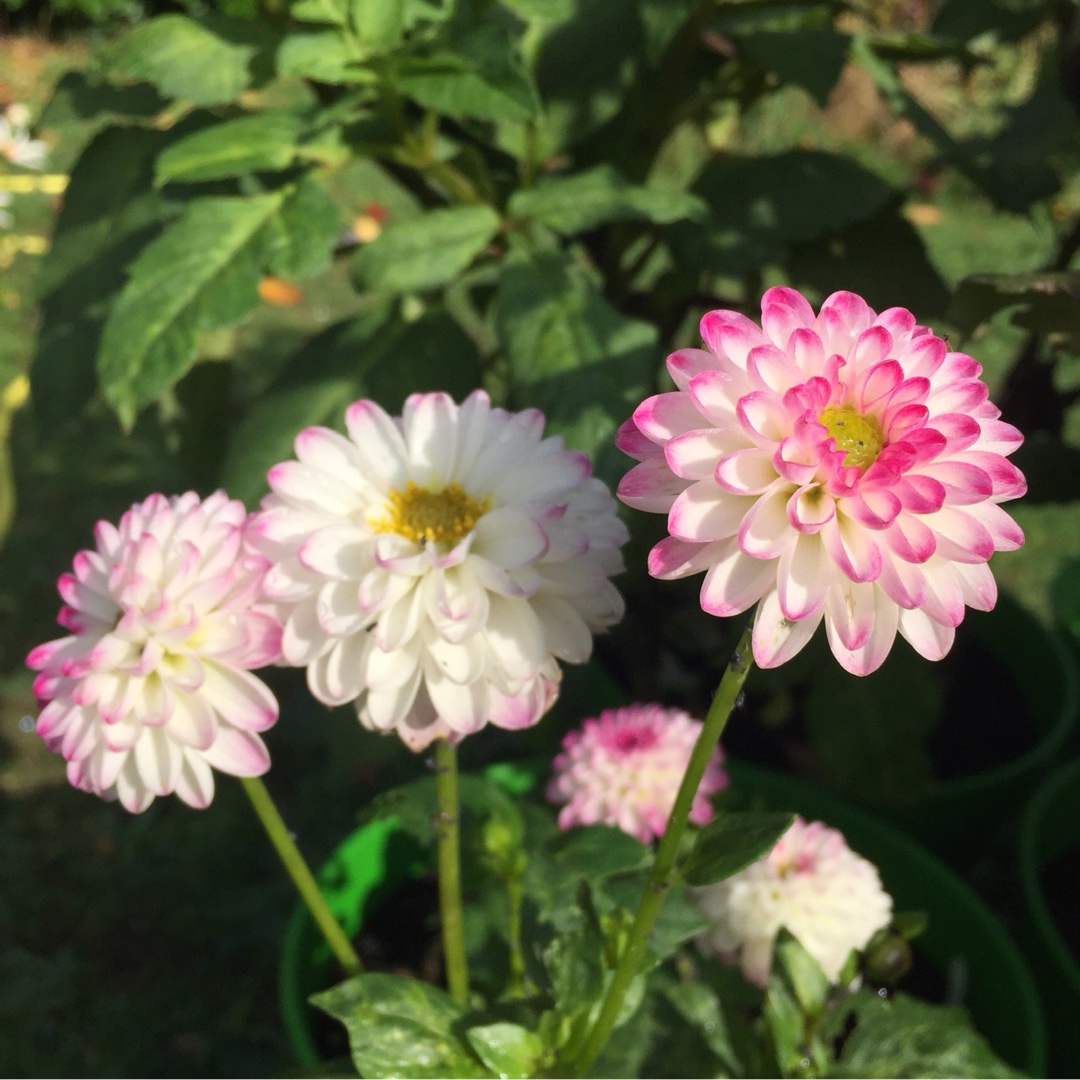 Dahlia Pink Isa in the GardenTags plant encyclopedia