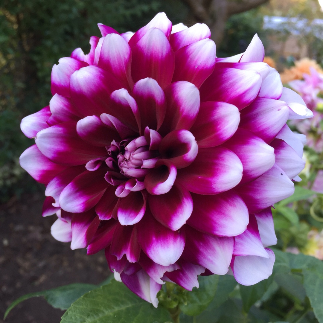 Dahlia Rothesay Reveller in the GardenTags plant encyclopedia