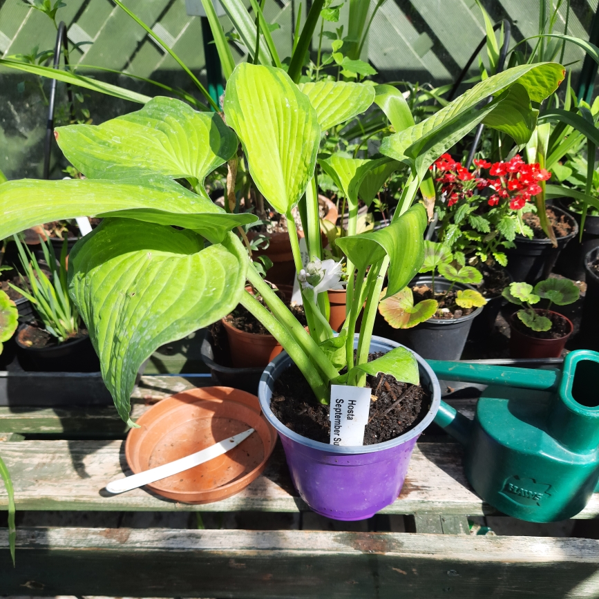 Plantain Lily September Sun in the GardenTags plant encyclopedia