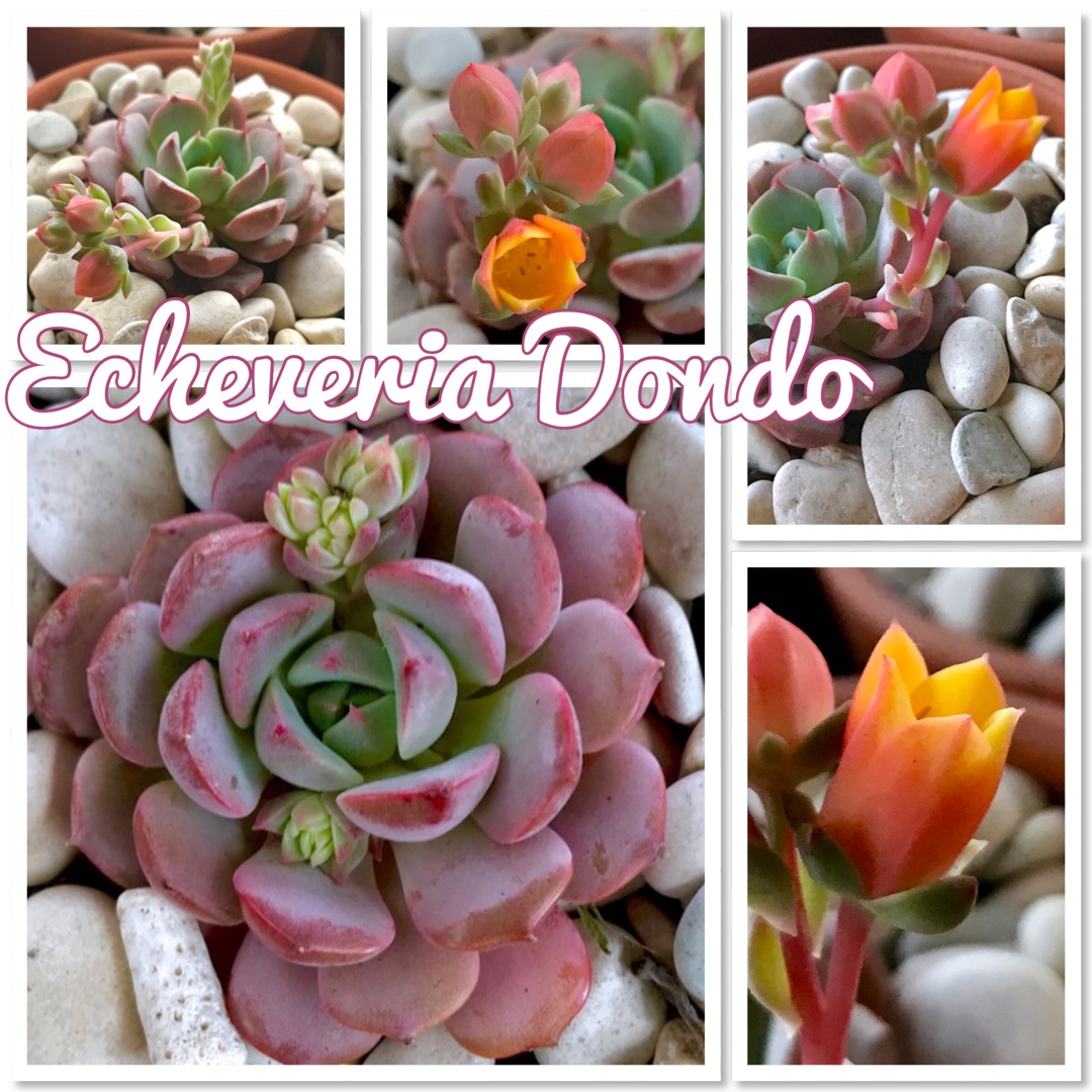 Echeveria Dondo in the GardenTags plant encyclopedia