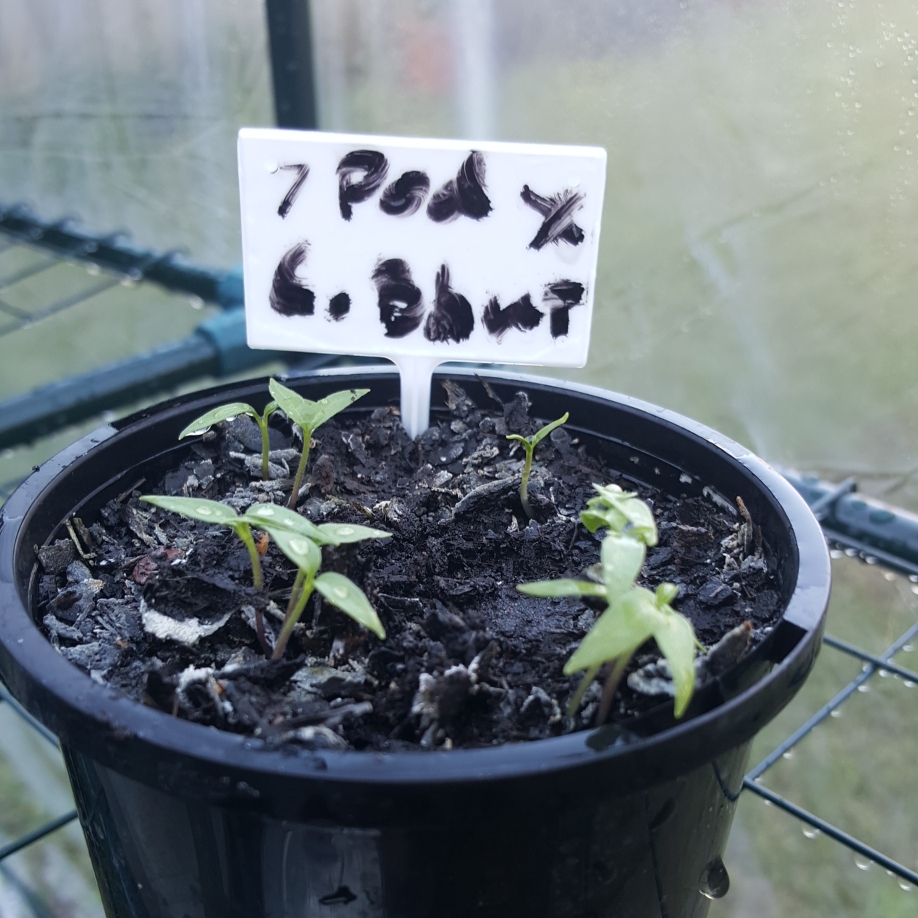 Chilli Chocolate Bhutlah in the GardenTags plant encyclopedia