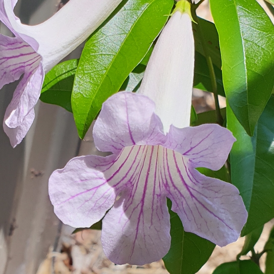 Argentine Trumpet Vine in the GardenTags plant encyclopedia