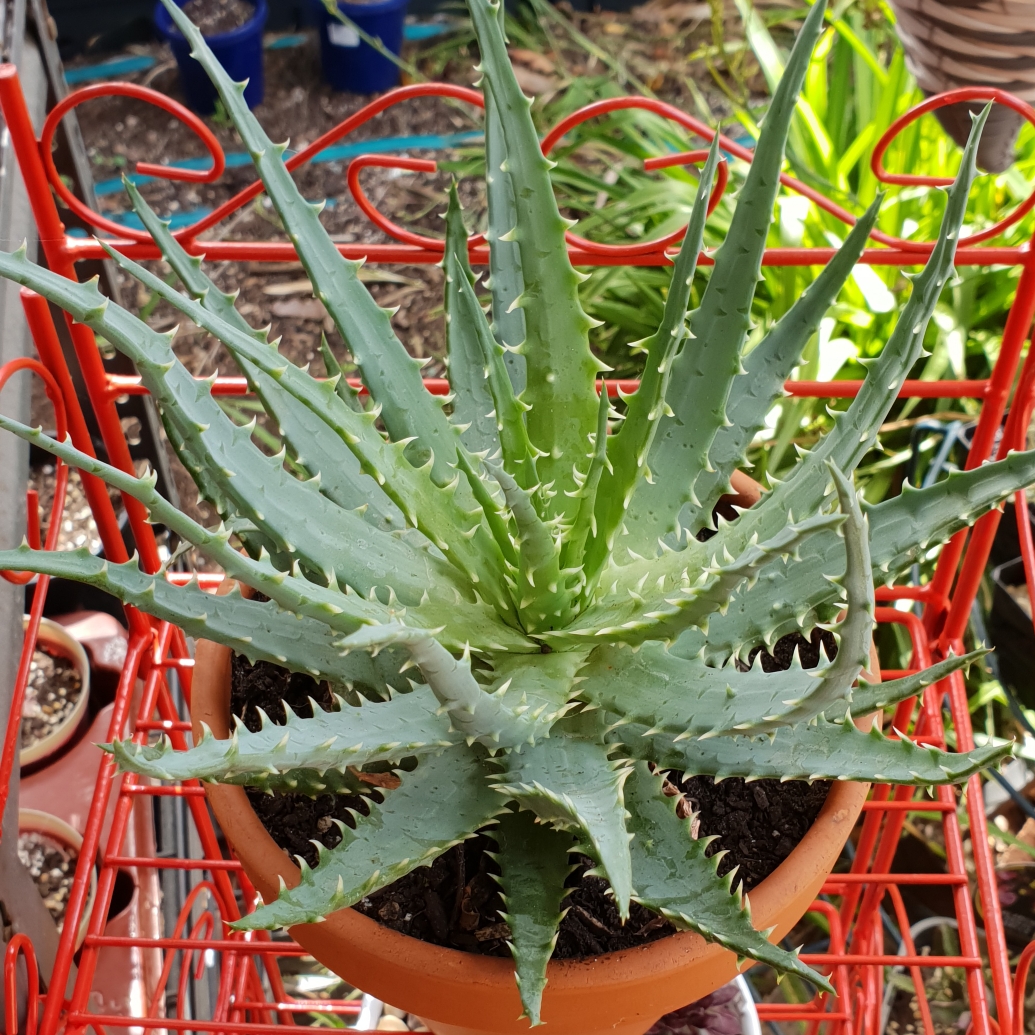 Aloe Echidna in the GardenTags plant encyclopedia