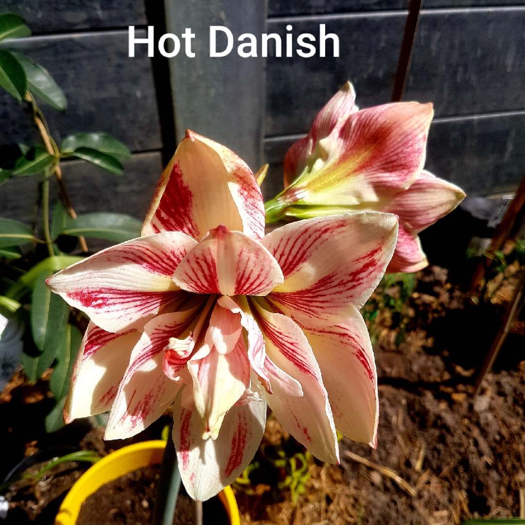 Hippeastrum Hot Danish in the GardenTags plant encyclopedia