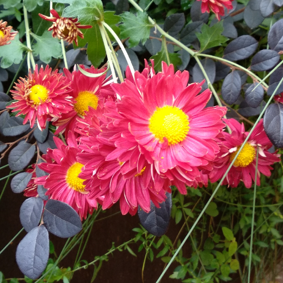 Chrysanthemum Ceddie Mason in the GardenTags plant encyclopedia