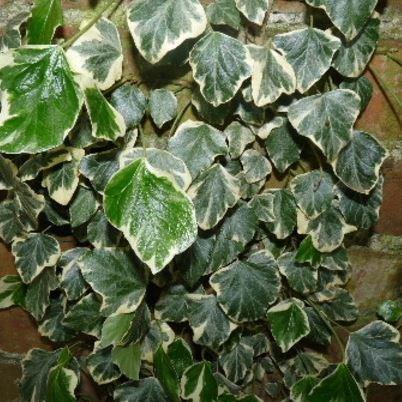 Common ivy in the GardenTags plant encyclopedia