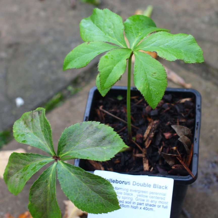 Hellebore Double Black in the GardenTags plant encyclopedia