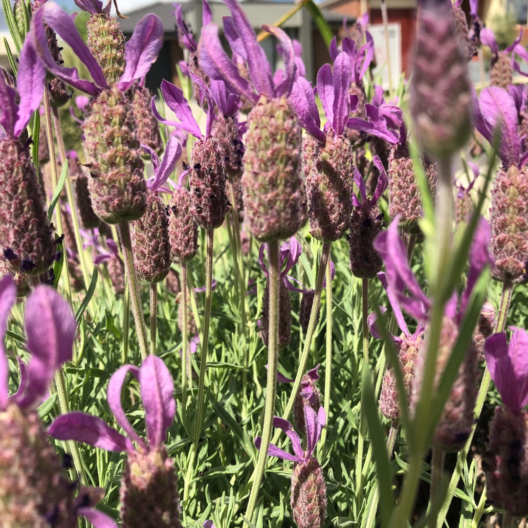 Lavender Avonview in the GardenTags plant encyclopedia