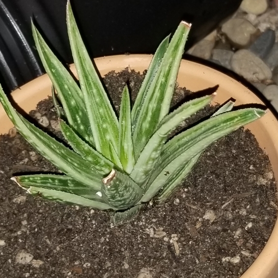 Gasteraloe Aloe Descoingsii x Gasteria Caespitosa in the GardenTags plant encyclopedia