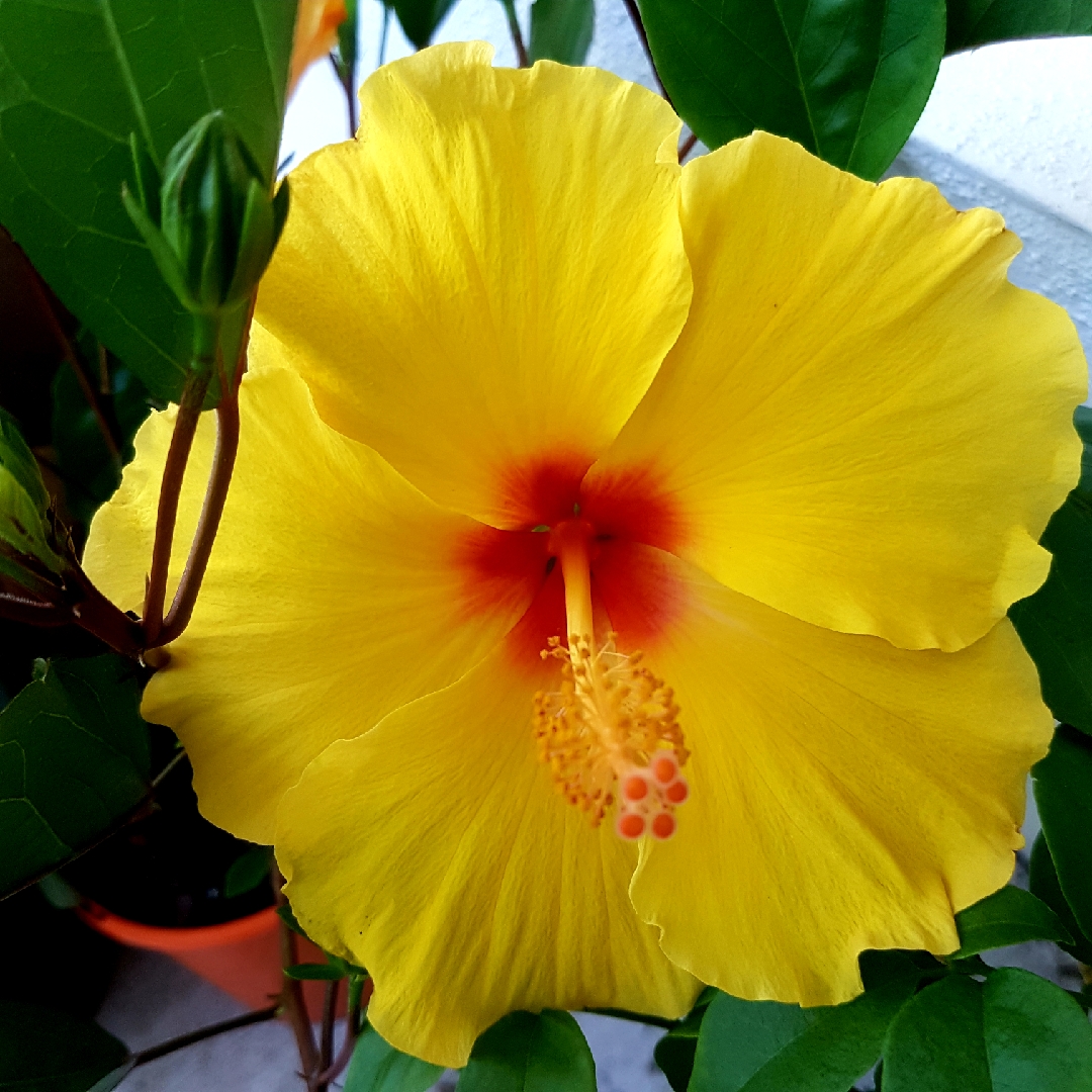 Hibiscus Athenacus in the GardenTags plant encyclopedia