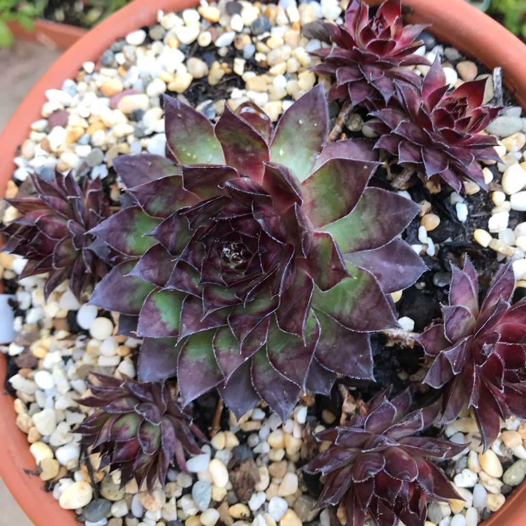 Sempervivum Black Moon in the GardenTags plant encyclopedia