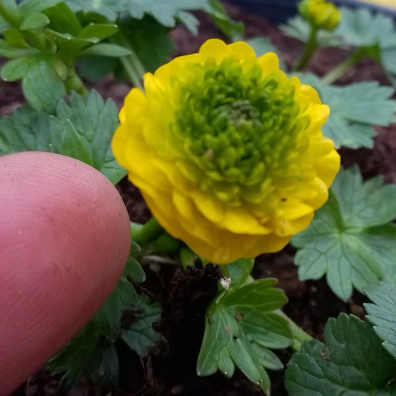 Double Meadow Buttercup Flore Pleno in the GardenTags plant encyclopedia