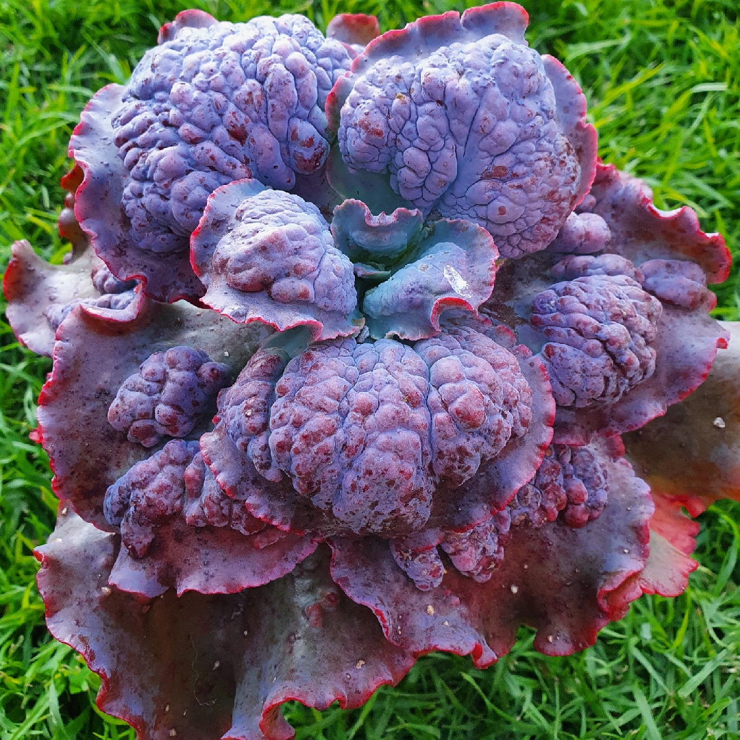 Echeveria Brocade in the GardenTags plant encyclopedia