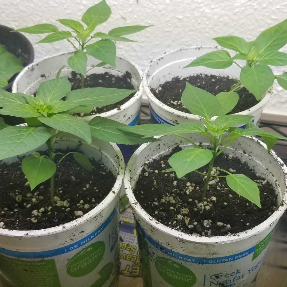 Capsicum annuum 'Volcano', Chilli Pepper 'Volcano' in GardenTags plant ...