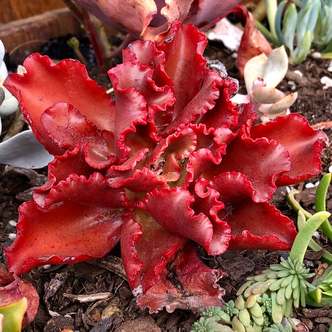 Echeveria Scopulorum in the GardenTags plant encyclopedia