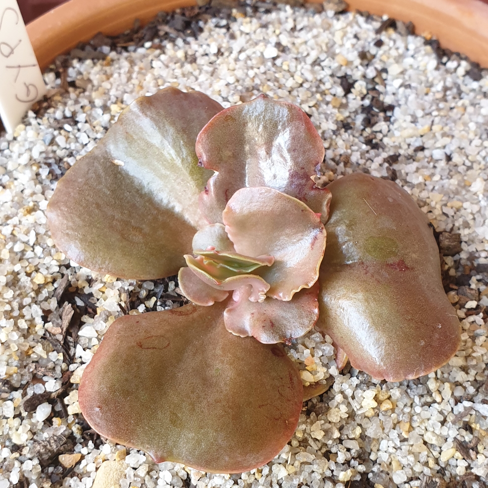 Echeveria Gypsy in the GardenTags plant encyclopedia