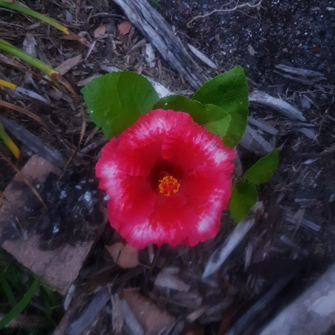 Hibiscus Dr David Grimes in the GardenTags plant encyclopedia